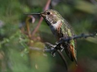 Hummer8.jpg