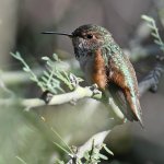 Hummer4.jpg