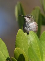 Hummer14.jpg
