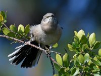 Mockingbird5.jpg