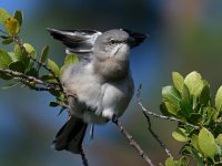 Mockingbird10.jpg
