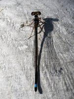 ForkTail5.jpg