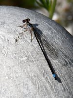 ForkTail8.jpg