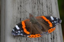 Butterflyjpg.jpg