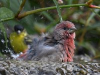 Finch2.jpg