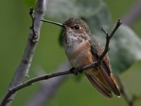 Hummer4.jpg