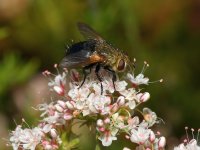 HorseFly.jpg