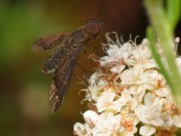 BeeFly.JPG