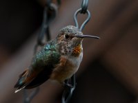 Hummer.jpg