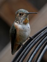 Hummer15.jpg