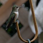 Hummer30.jpg