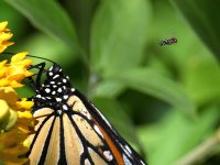 Hoverfly3.jpg
