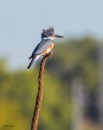 Kingfisher-63.jpg