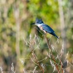 Kingfisher-64.jpg