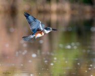 Kingfisher-66.jpg