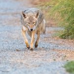 Coyote-66.jpg