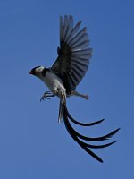 Whydah5.jpg