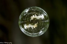 RD5_5473-Bubble.jpg