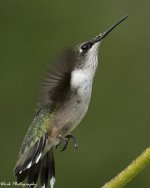 RD5_5102-Ruby Throated Hummingbird.jpg