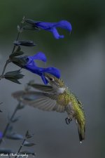 RD5_5318-Ruby Throated Hummingbird.jpg