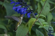 RD5_5358-Ruby Throated Hummingbird.jpg