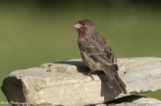 RD5_5395-House Finch.jpg