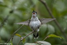RD5_5426-Ruby Throated Hummingbird.jpg