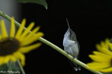 RD5_5163-Ruby Throated Hummingbird.jpg