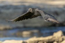 RD5_5623-Buzzard.jpg