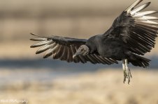 RD5_5624-Buzzard.jpg