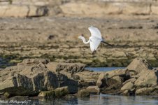 RD5_5710-Great White Egret.jpg