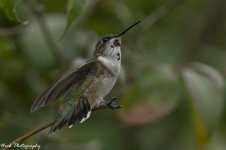 RD5_5425-Ruby Throated Hummingbird.jpg