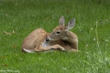 RD5_5452-Fawn Buck.jpg
