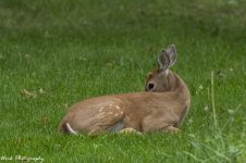 RD5_5456-Fawn Buck.jpg