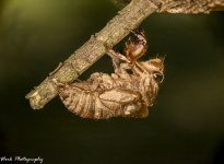 Locust stacked 12-Edit.jpg
