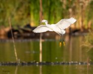 SnowyFlight-64.jpg