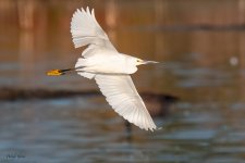 SnowyFlight-65.jpg