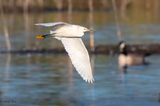 SnowyFlight-66.jpg