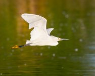 SnowyFlight-67.jpg