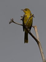 Oriole6.jpg