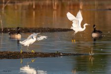 SnowyChase-64.jpg