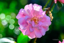_DAB5485-topaz-sharpen-2.jpg