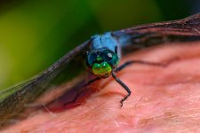 _DAB5542-topaz-sharpen-2.jpg