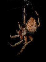 Spider5.jpg