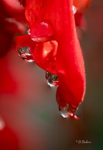 drop-topaz-sharpen.jpg