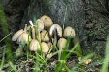 Shrooms SS.jpg