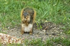 2023-10-3 Squirrel.jpg