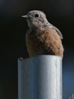 Bluebird6.jpg