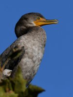 Cormorant.jpg