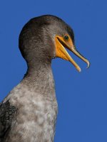 Cormorant5.jpg